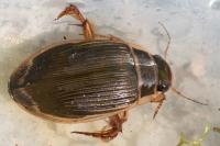 Dytiscus marginalis
