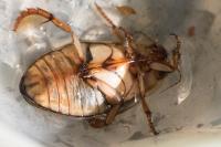 Dytiscus marginalis