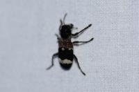 Clerus mutillarius