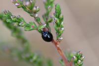 Parexochomus nigromaculatus