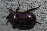 Oryctes nasicornis