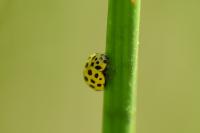 Psyllobora vigintiduopunctata