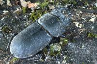 Dorcus parallelipipedus