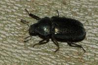 Platycerus caraboides