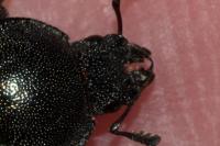 Platycerus caraboides