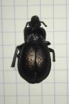 Carabus nemoralis