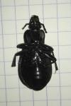 Carabus nemoralis