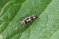 Propylea quatuordecimpunctata