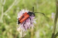 Stictoleptura cordigera