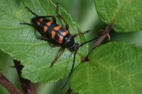Leptura aurulenta