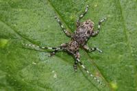 Aegomorphus clavipes