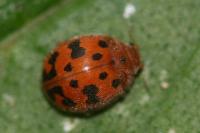 Subcoccinella vigintiquatuorpunctata