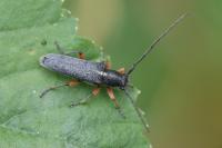 Phytoecia icterica