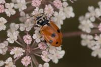 Hippodamia variegata