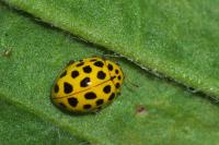 Psyllobora vigintiduopunctata