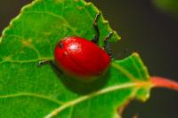 Chrysomela populi