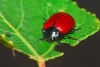 Chrysomela populi