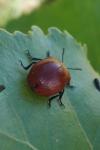Chrysomela populi