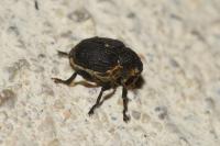 Mononychus punctumalbum