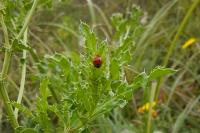 Coccinella septempunctata