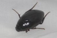 Hydrophilus piceus