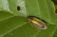 Xanthogaleruca luteola