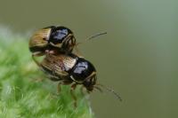 Cryptocephalus pygmaeus