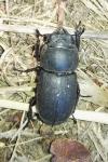 Dorcus parallelipipedus