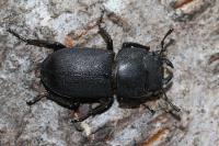 Dorcus parallelipipedus