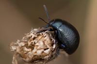 Chrysolina fuliginosa