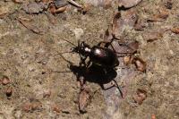 Calosoma inquisitor