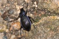 Carabus problematicus