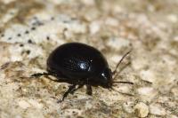 Chrysolina haemoptera