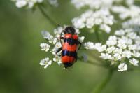 Trichodes apiarius