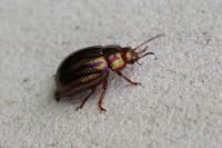 Chrysolina americana