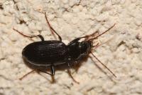 Nebria salina