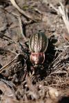 Carabus cancellatus