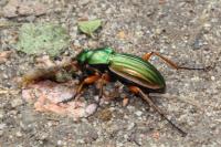 Carabus auratus