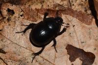Anoplotrupes stercorosus