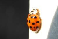 Harmonia axyridis