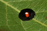 Chilocorus renipustulatus
