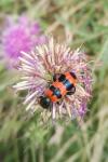 Trichodes apiarius