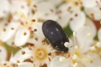Attagenus pellio