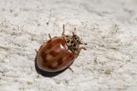 Harmonia quadripunctata