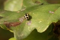 Coccinula quatuordecimpustulata