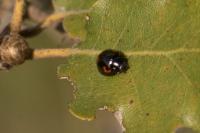 Exochomus quadripustulatus