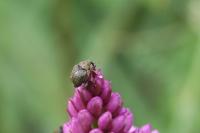 Mononychus punctumalbum