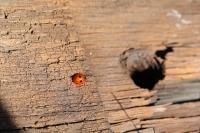 Coccinella septempunctata