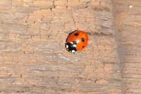 Coccinella septempunctata