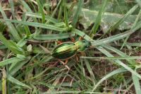 Carabus auratus